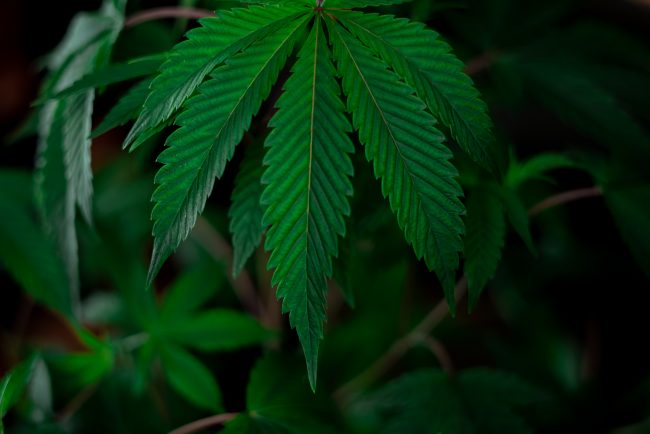 cannabisfrön