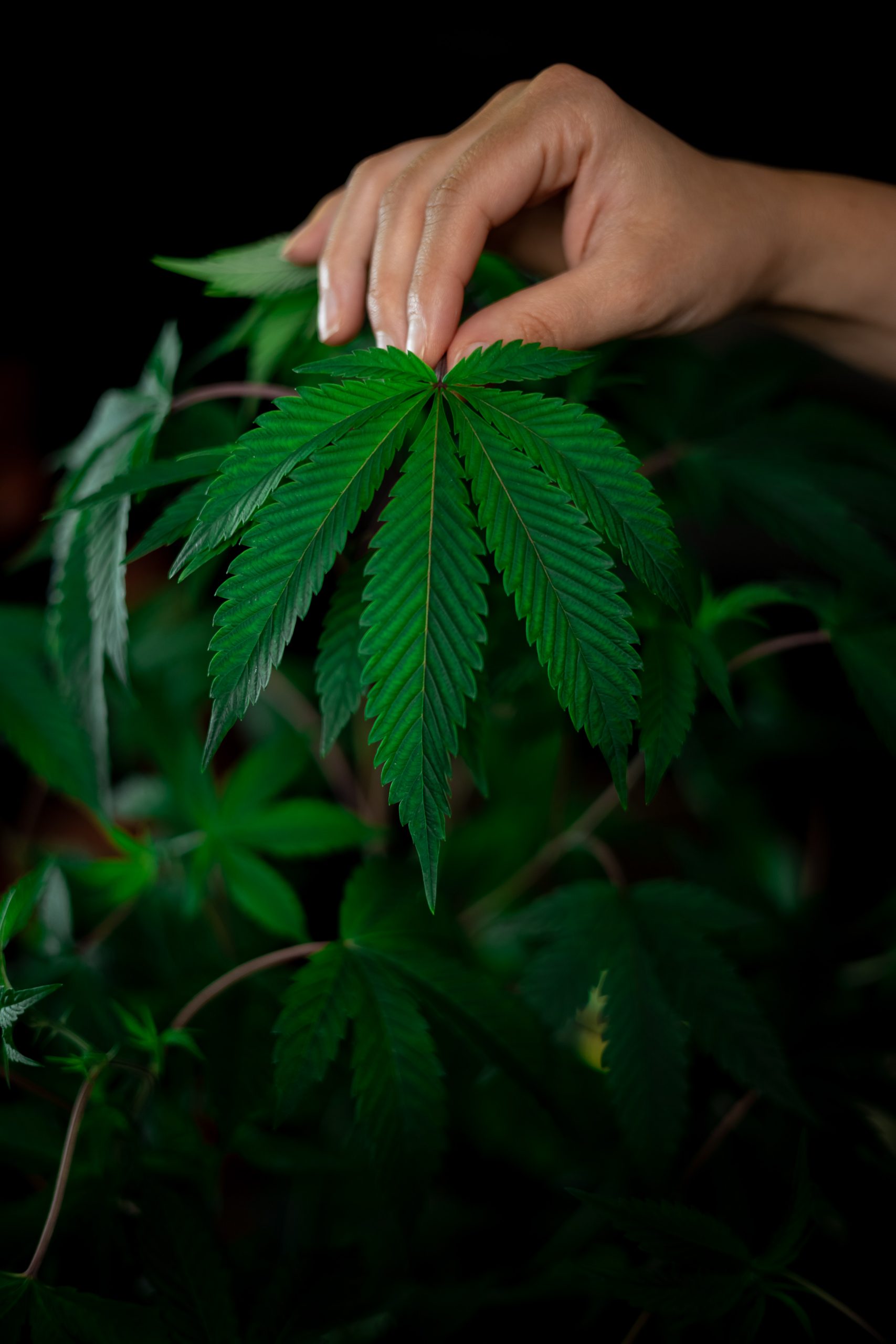 cannabisfrön